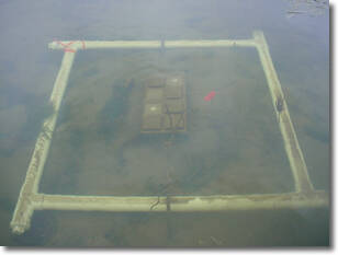 Array in Muskegon Lake